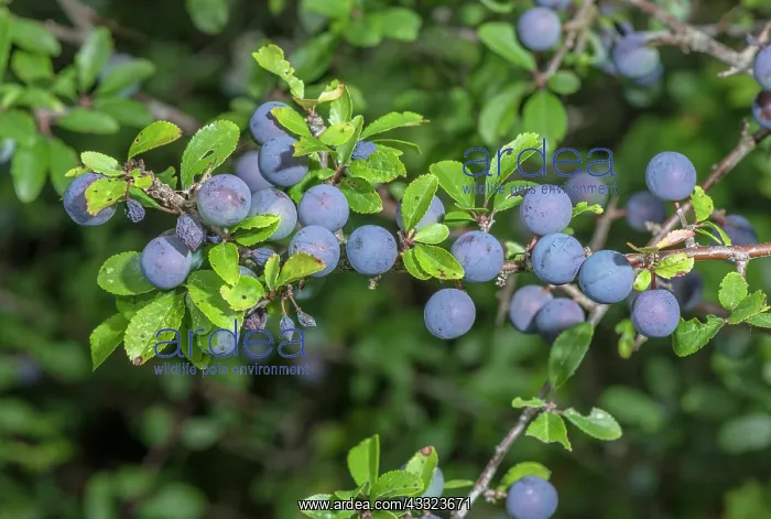 : Ripe sloes, on Blackthorn, Prunus spinosa, in late : Ripe sloes, on Blackthorn, Prunus spinosa, in late