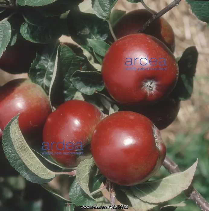 : Ripe Spartan Apples on Tree : Ripe Spartan Apples on Tree