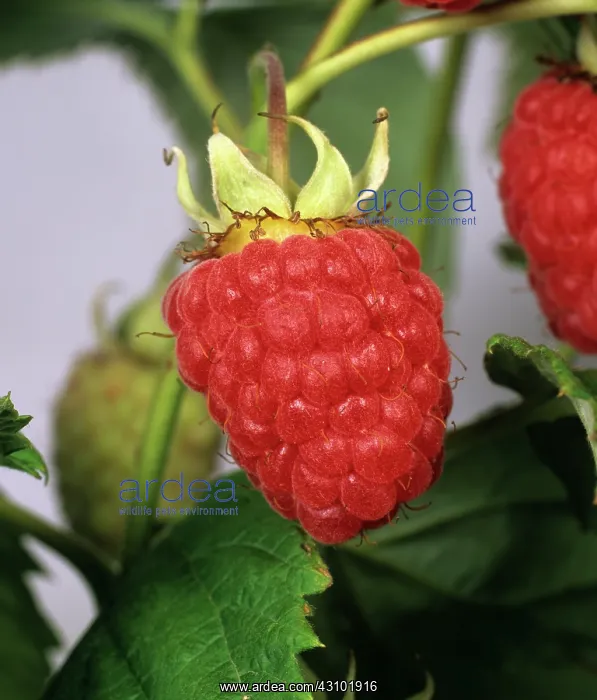  : Ripe summer raspberry