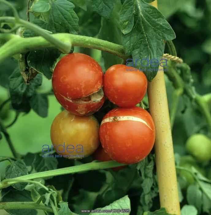 : Ripe tomato split from overwatering : Ripe tomato split from overwatering