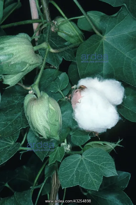 : Ripe and Unripe Cotton Bolls : Ripe and Unripe Cotton Bolls