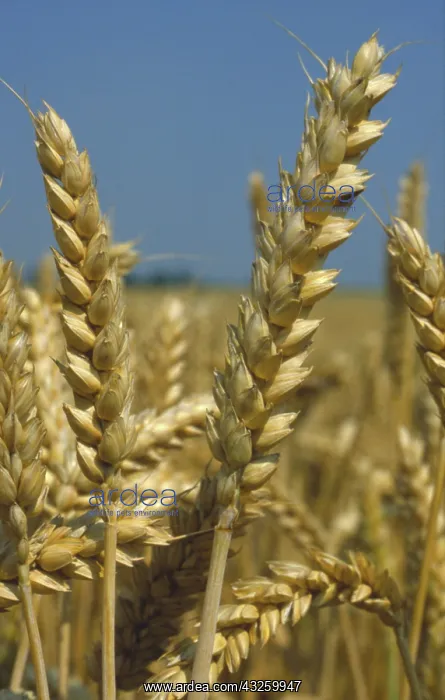 : Ripe wheat : Ripe wheat