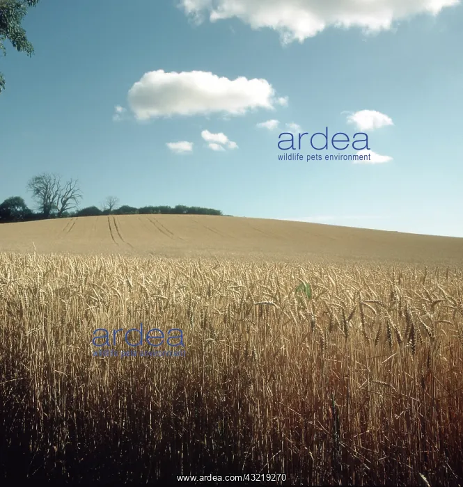 : Ripe Wheat Crop : Ripe Wheat Crop