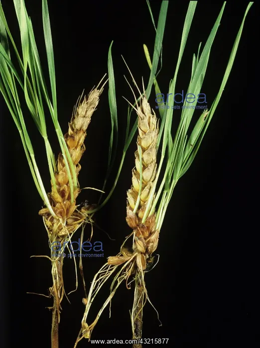 : Ripe wheat ears : Ripe wheat ears