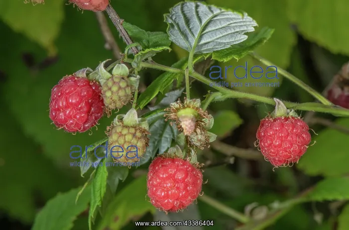 : Ripe wild raspberry fruit, Rubus idaeus, in late summer : Ripe wild raspberry fruit, Rubus idaeus, in late summer