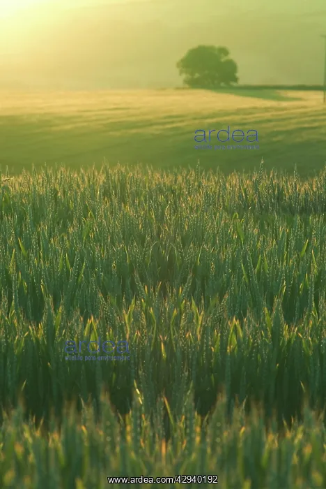 : Ripening Barley against evening sunlight, Devon : Ripening Barley against evening sunlight, Devon
