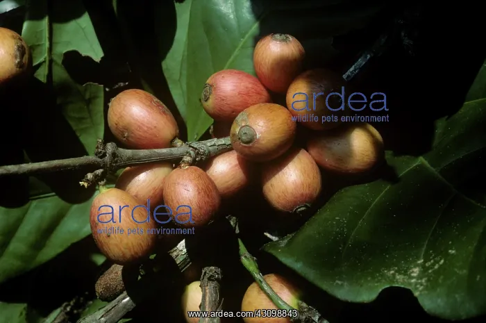  : Ripening Cherries of Liberica Coffee