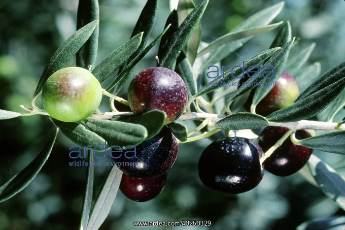 : Ripening Olives : Ripening Olives