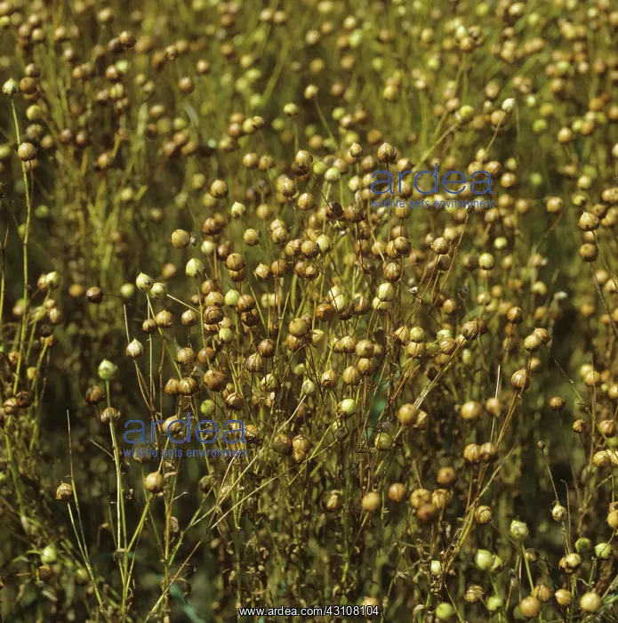 : Ripening seedpods on linseed plants : Ripening seedpods on linseed plants