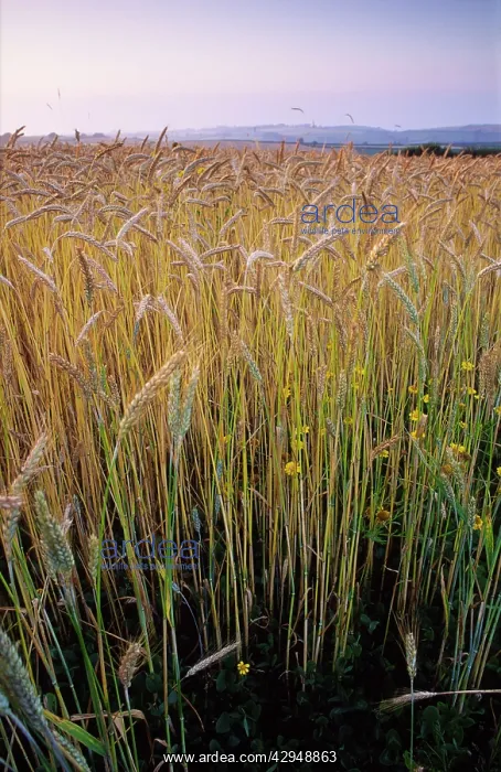 : Ripening Wheat and rye hybrid triticale cereal : Ripening Wheat and rye hybrid triticale cereal