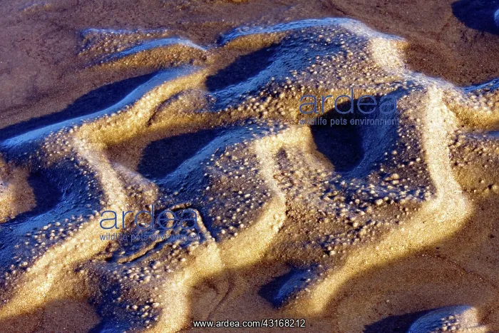 : Ripple Marks on Sandbar : Ripple Marks on Sandbar