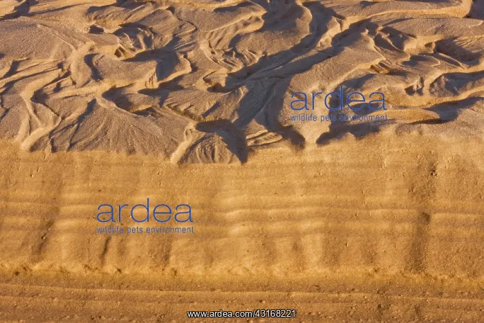  : Ripple Marks on Sandbar
