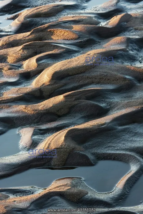 : Ripple Marks on Sandbar : Ripple Marks on Sandbar