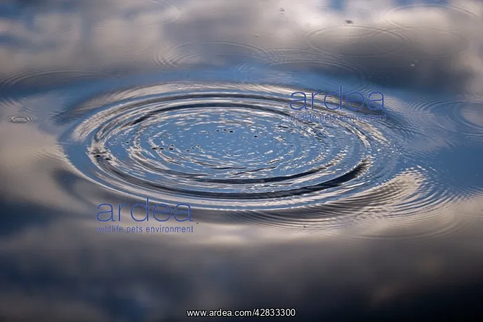 : Ripple on Water : Ripple on Water