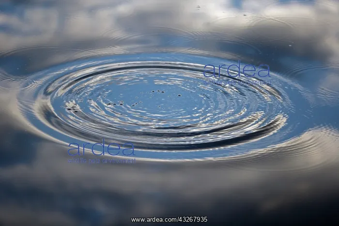 : Ripple on Water - Lakenheath Fen - England - UK : Ripple on Water - Lakenheath Fen - England - UK