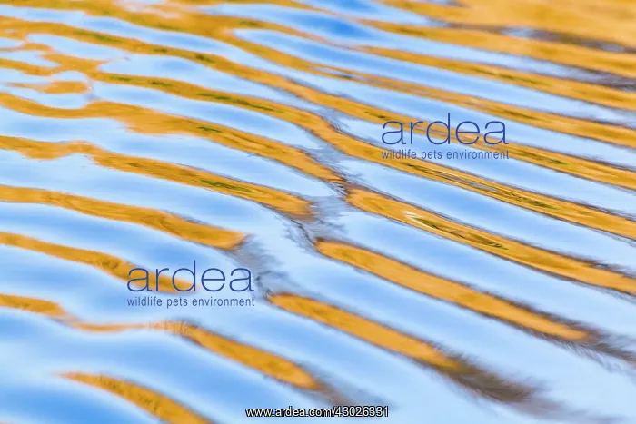 : Rippled Reflections : Rippled Reflections