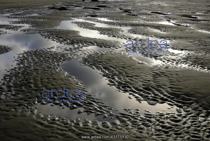 : Rippled Sand : Rippled Sand
