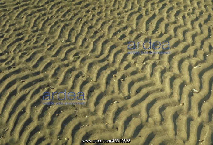 : Ripples in beach sand : Ripples in beach sand