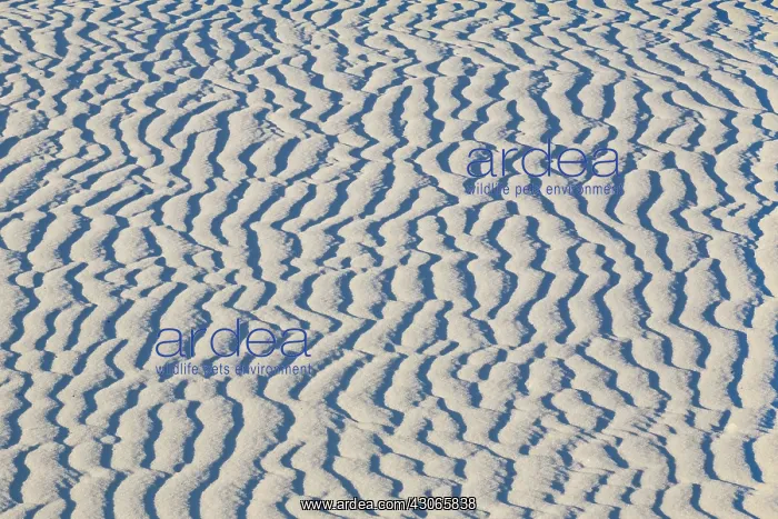 : Ripples on Gypsum Dune : Ripples on Gypsum Dune