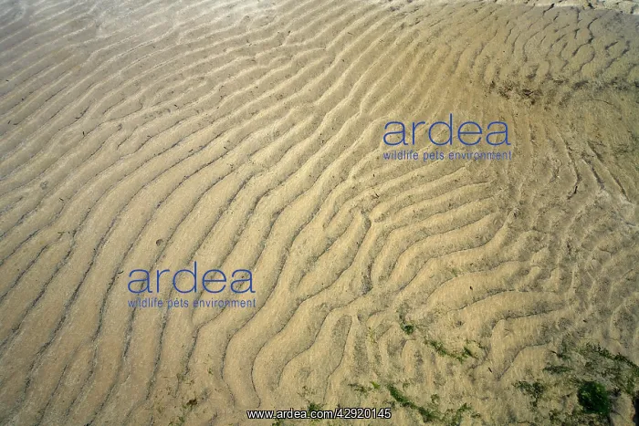 : Ripples - at low tide : Ripples - at low tide