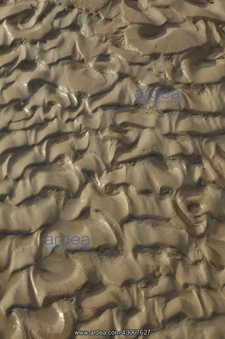 : Ripples of Mud, Utah : Ripples of Mud, Utah