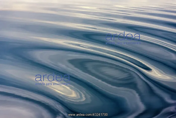 : Ripples pattern, Bering Sea, Russia Far East : Ripples pattern, Bering Sea, Russia Far East