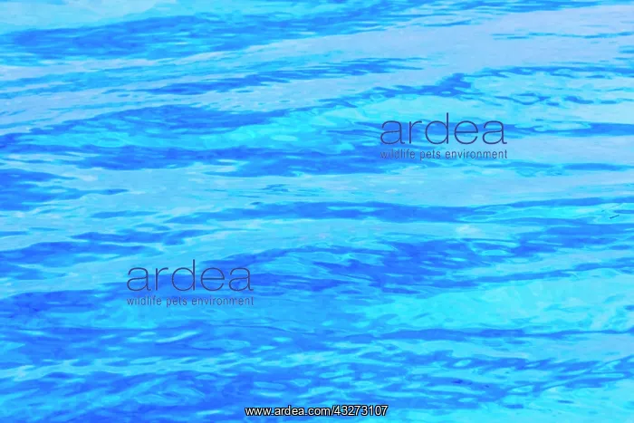 : Ripples pattern in the ocean, Palau : Ripples pattern in the ocean, Palau