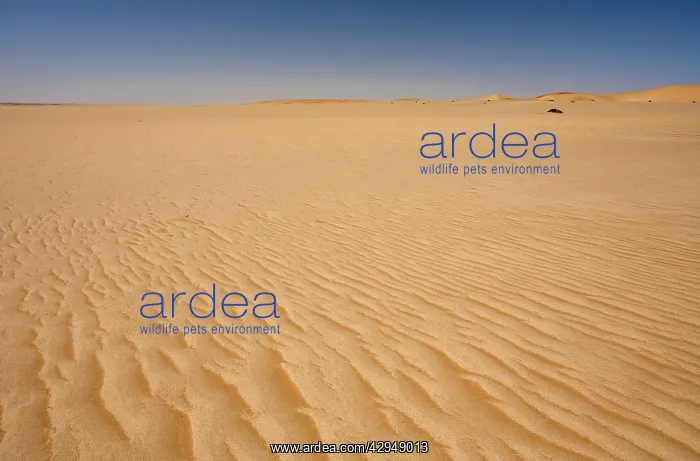 : Ripples of sand forming patterns on the ground : Ripples of sand forming patterns on the ground
