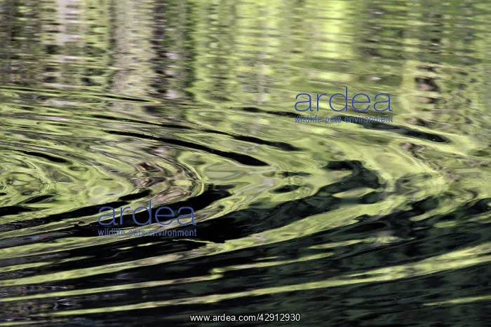 : Ripples - on surface of lake : Ripples - on surface of lake