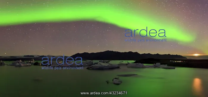 : Rising moon and Aurora Borealis over icebergs : Rising moon and Aurora Borealis over icebergs
