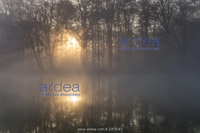 : Rising sun coming through the trees at a misty : Rising sun coming through the trees at a misty