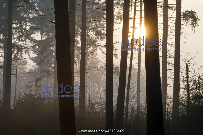  : Rising sun coming through the trees of a misty forest