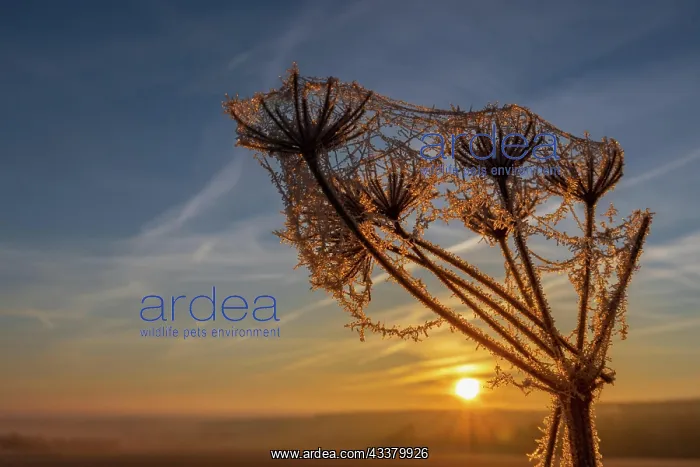 : Rising Sun Frozen Over Plant : Rising Sun Frozen Over Plant