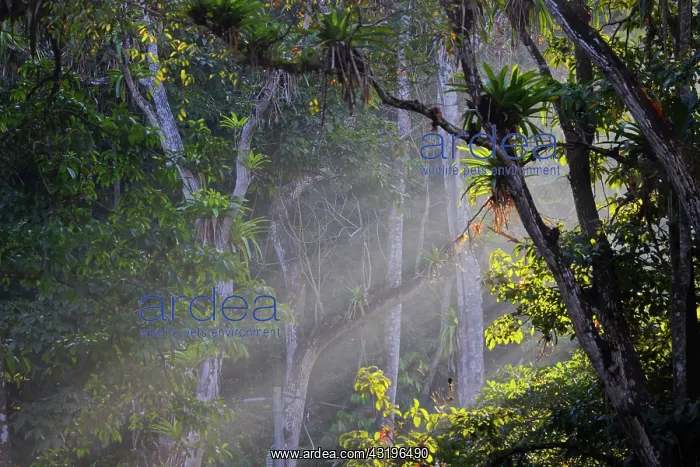  : Rising Sun through Rainforest Tarcoles, Costa Rica LA009579
