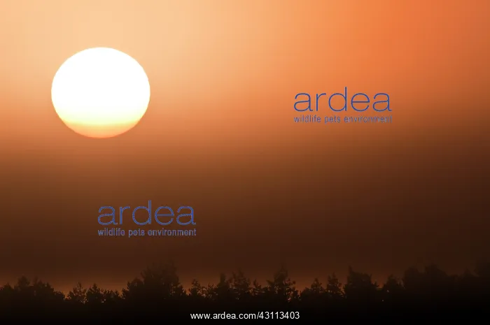 : Rising sun over tree tops : Rising sun over tree tops