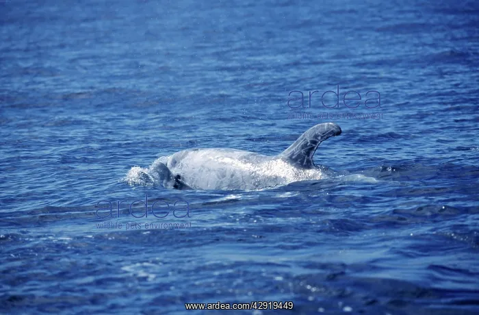 : Risso's Dolphin : Risso's Dolphin