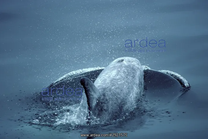 : Risso's Dolphin : Risso's Dolphin