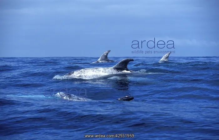 : Risso's Dolphin : Risso's Dolphin