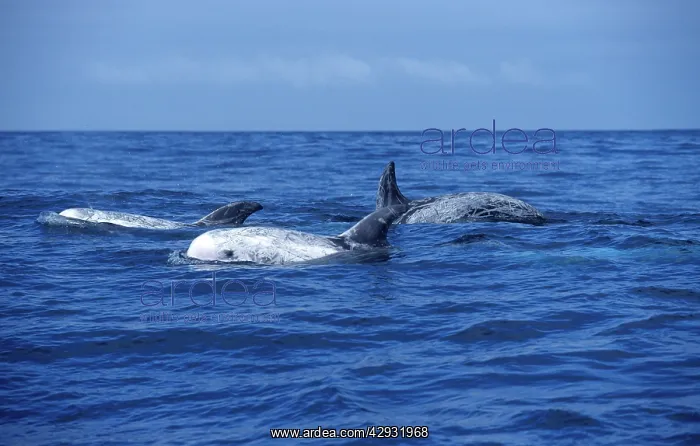 : Risso's Dolphin : Risso's Dolphin