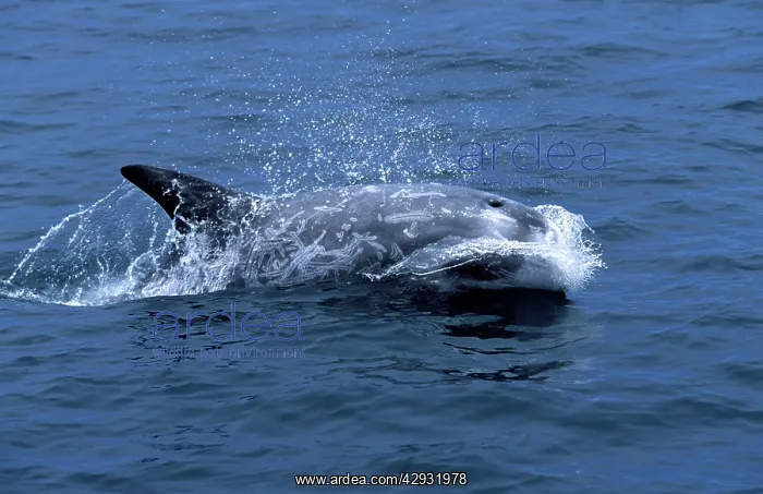 : Risso's Dolphin : Risso's Dolphin