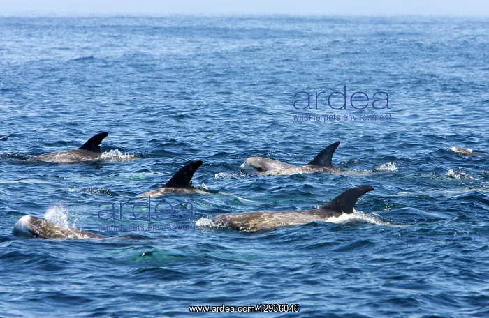 : Risso's dolphin : Risso's dolphin