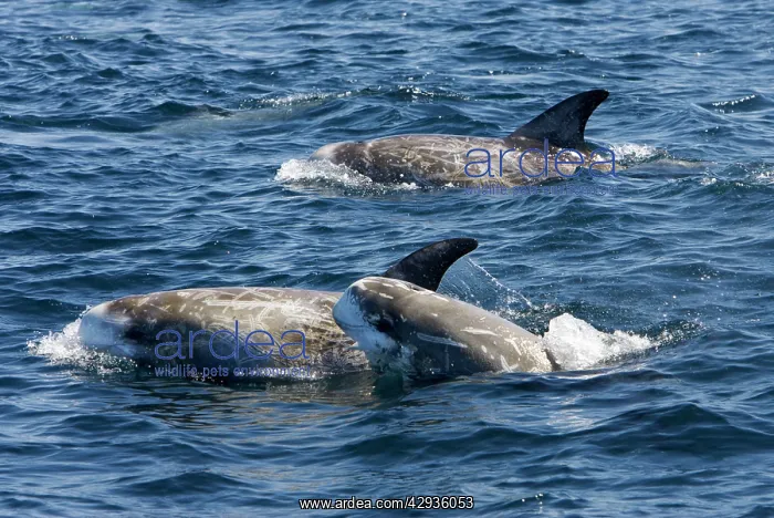 : Risso's dolphin : Risso's dolphin