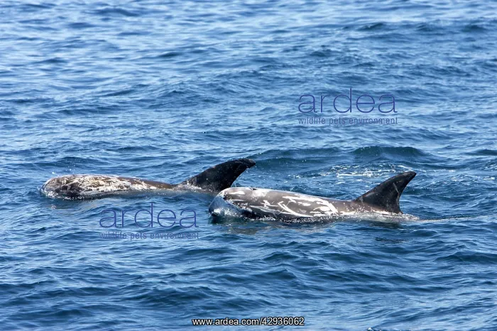 : Risso's dolphin : Risso's dolphin
