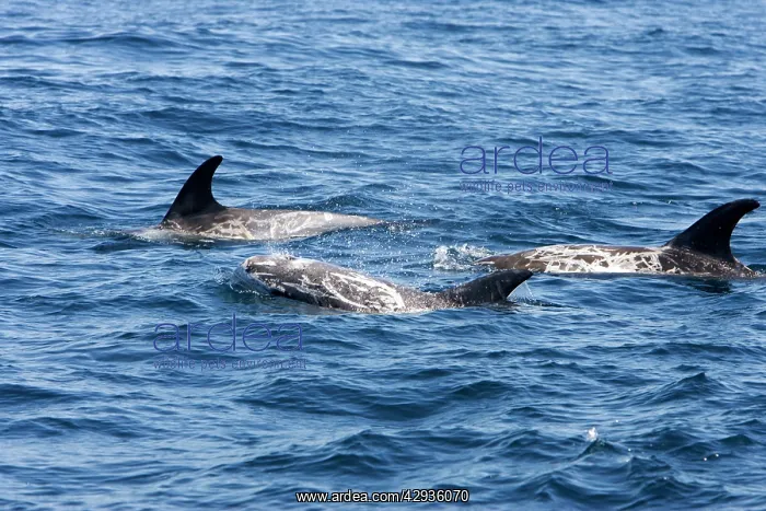 : Risso's dolphin : Risso's dolphin