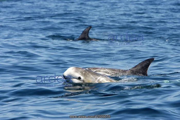  : Risso's dolphin