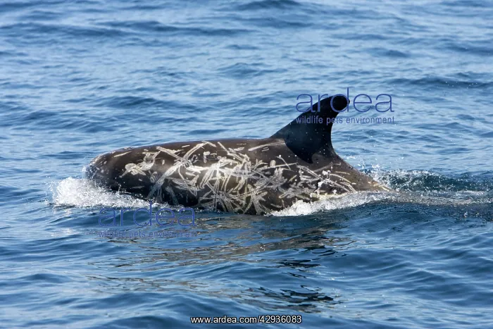 : Risso's dolphin : Risso's dolphin