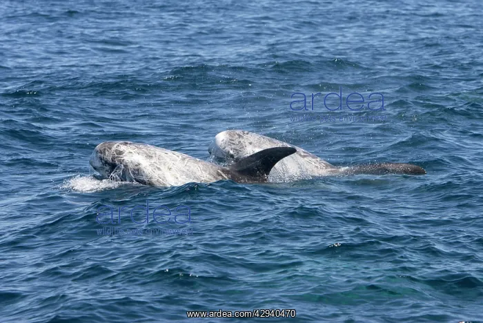  : Risso's dolphin