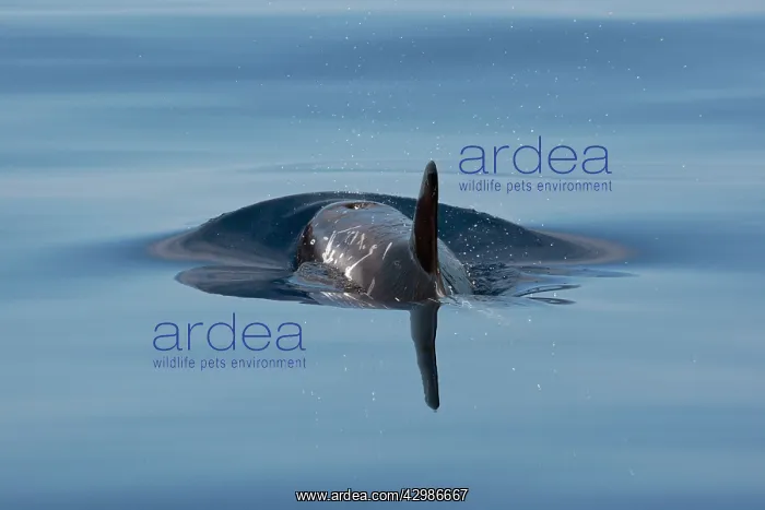 : Risso's Dolphin : Risso's Dolphin