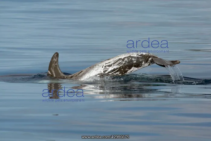 : Risso's Dolphin : Risso's Dolphin