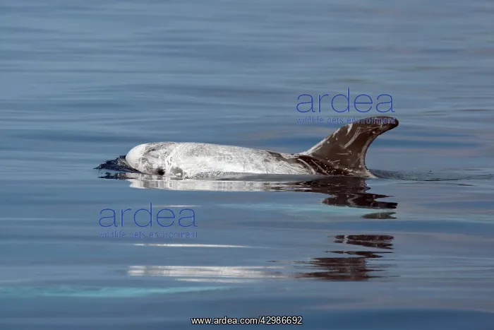 : Risso's Dolphin : Risso's Dolphin
